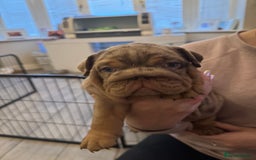 English Bulldog dogs for sale: Bettie & 007 babies short compact   - Image 15