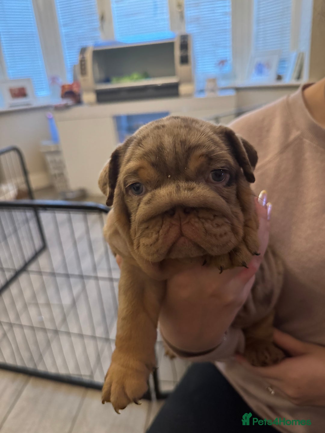English Bulldog dogs for sale: Bettie & 007 babies short compact   - Image 15
