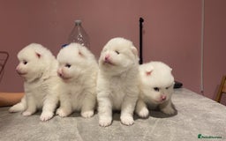 Pomeranian dogs for stud: STUNNING WHITE RUSSIAN POM  in Birmingham - Image 5