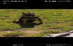 French Bulldog dogs for sale: Bruno - Image 1