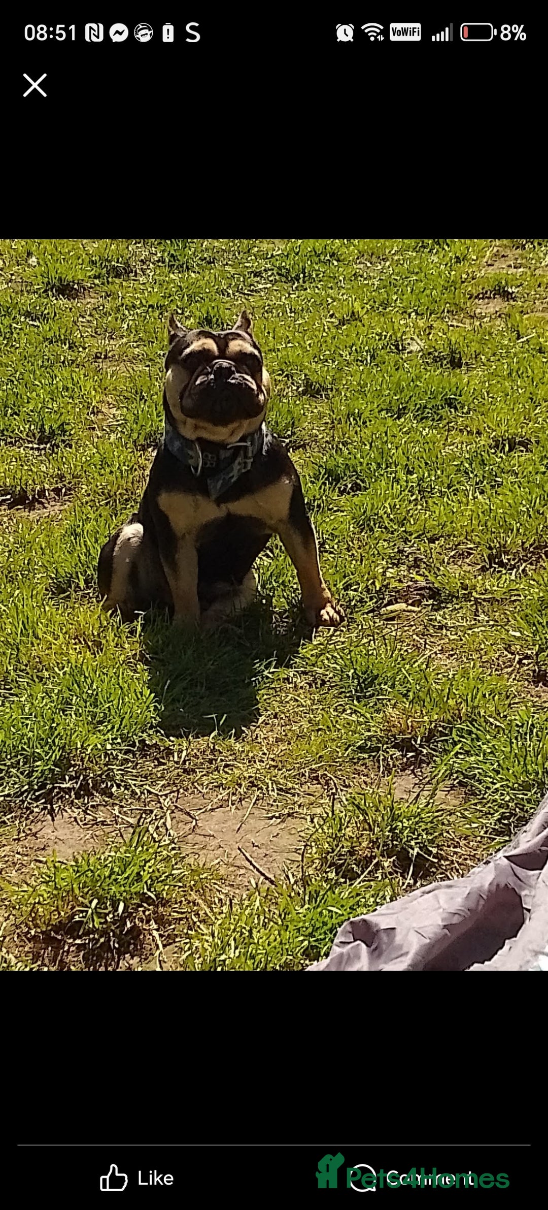 French Bulldog dogs for sale: Bruno - Image 1
