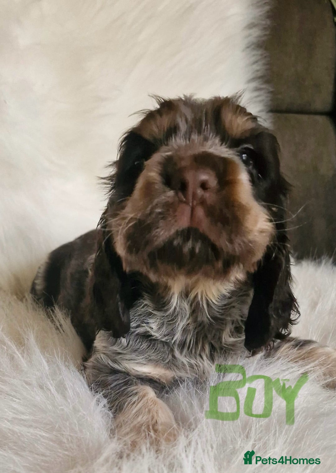 Cocker Spaniel dogs for sale: Lovely show Cocker spaniel puppies 🐶  - Advert 4
