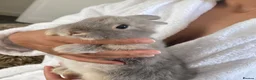 Mixed Breed rabbits for sale: Netherland & Lionhead Mix - Advert 2