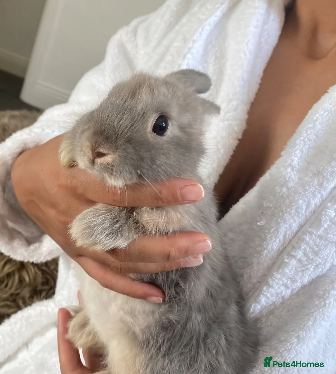Mixed Breed rabbits for sale: Netherland & Lionhead Mix - Advert 2