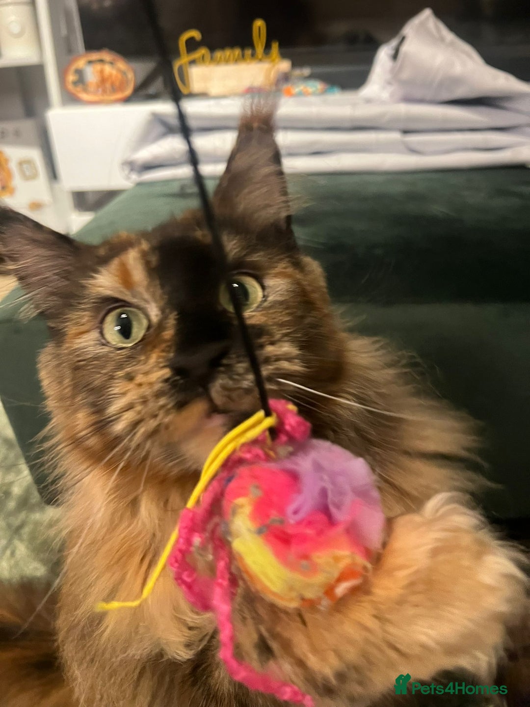 Maine Coon cats for sale: A Loving Maine Coon Girl Seeking Her Forever Home - Image 4