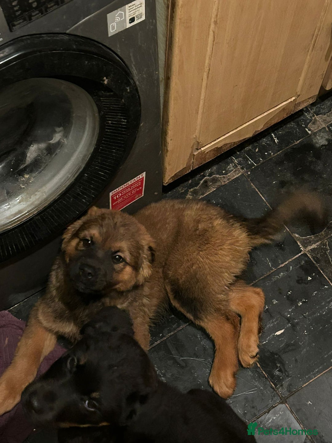 Mixed Breed dogs for sale: Rottweiler x Akita  mastiff pups - Advert 16