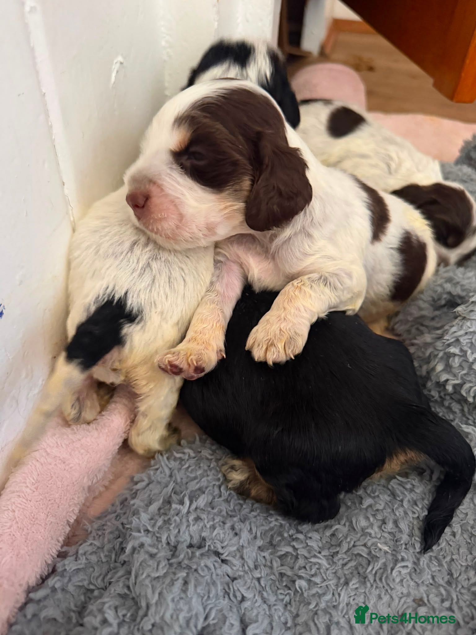 Cocker Spaniel dogs ❤️ Beautiful KC Show Cocker Spaniel Puppies ❤️ - Advert 1