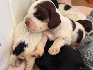 Cocker Spaniel dogs ❤️ Beautiful KC Show Cocker Spaniel Puppies ❤️ - Advert 4