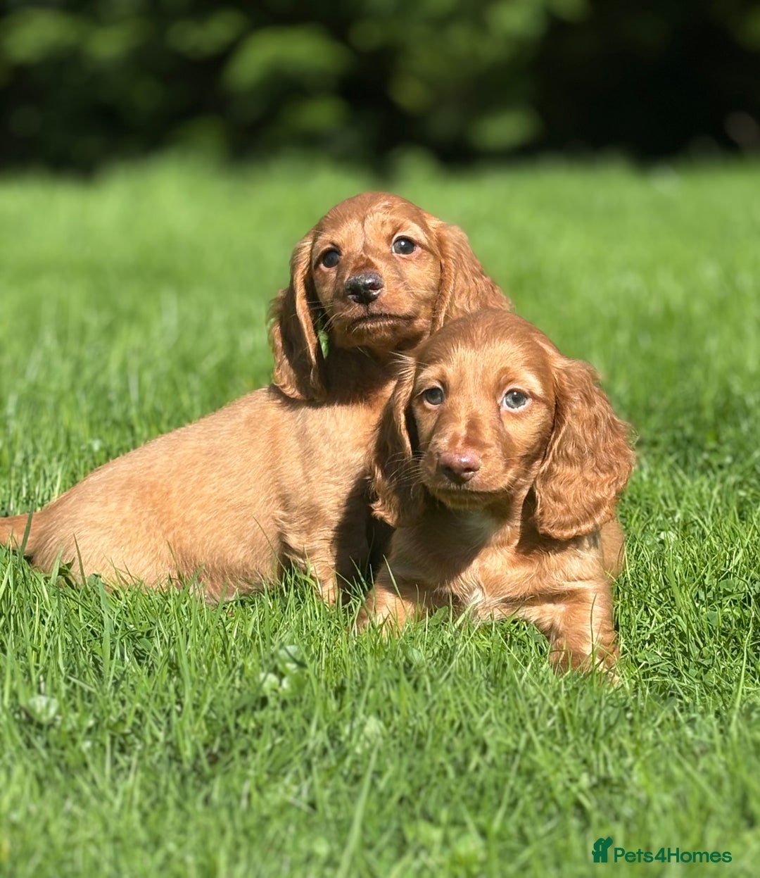 Dachshund dogs for sale: Beautiful miniature long hair dachshund - Image 14