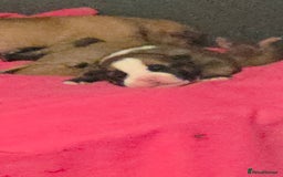 Mixed Breed dogs for sale: Akita mix - Image 3