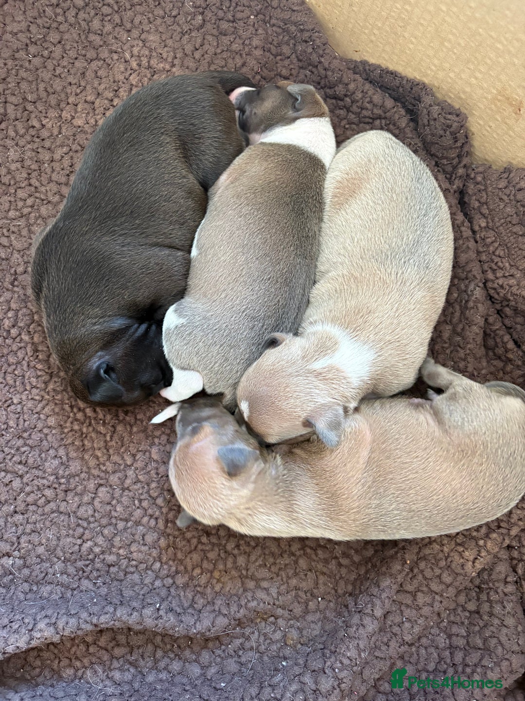 Italian Greyhound dogs for sale: Beautiful Italian Greyhound puppies for sale  - Image 24