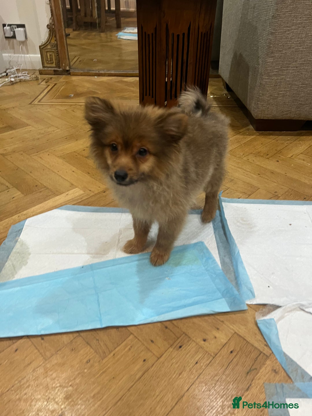 Mixed Breed dogs for sale: Forever Home Wanted  - Advert 18