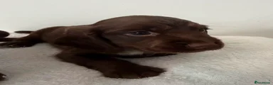 Cocker Spaniel 1