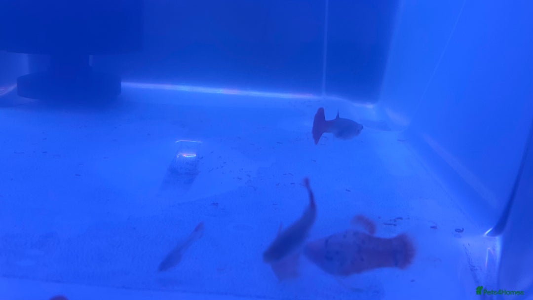 Platies fish for sale: Platies mollies guppies - Advert 5