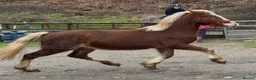 Welsh Section C horses for sale: Flashy Freddie - Advert 6
