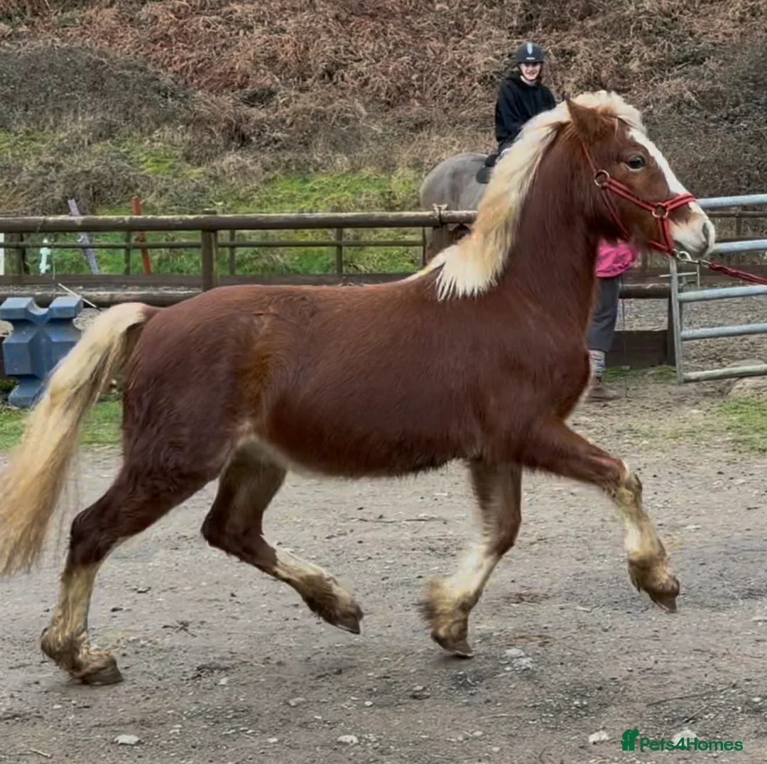 Welsh Section C horses for sale: Flashy Freddie - Advert 6