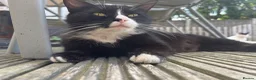 Domestic Shorthair cats for sale: 3 male domestic shorthair kittens in Barnsley - Advert 1