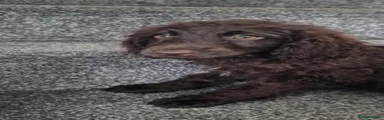 Cockapoo 2