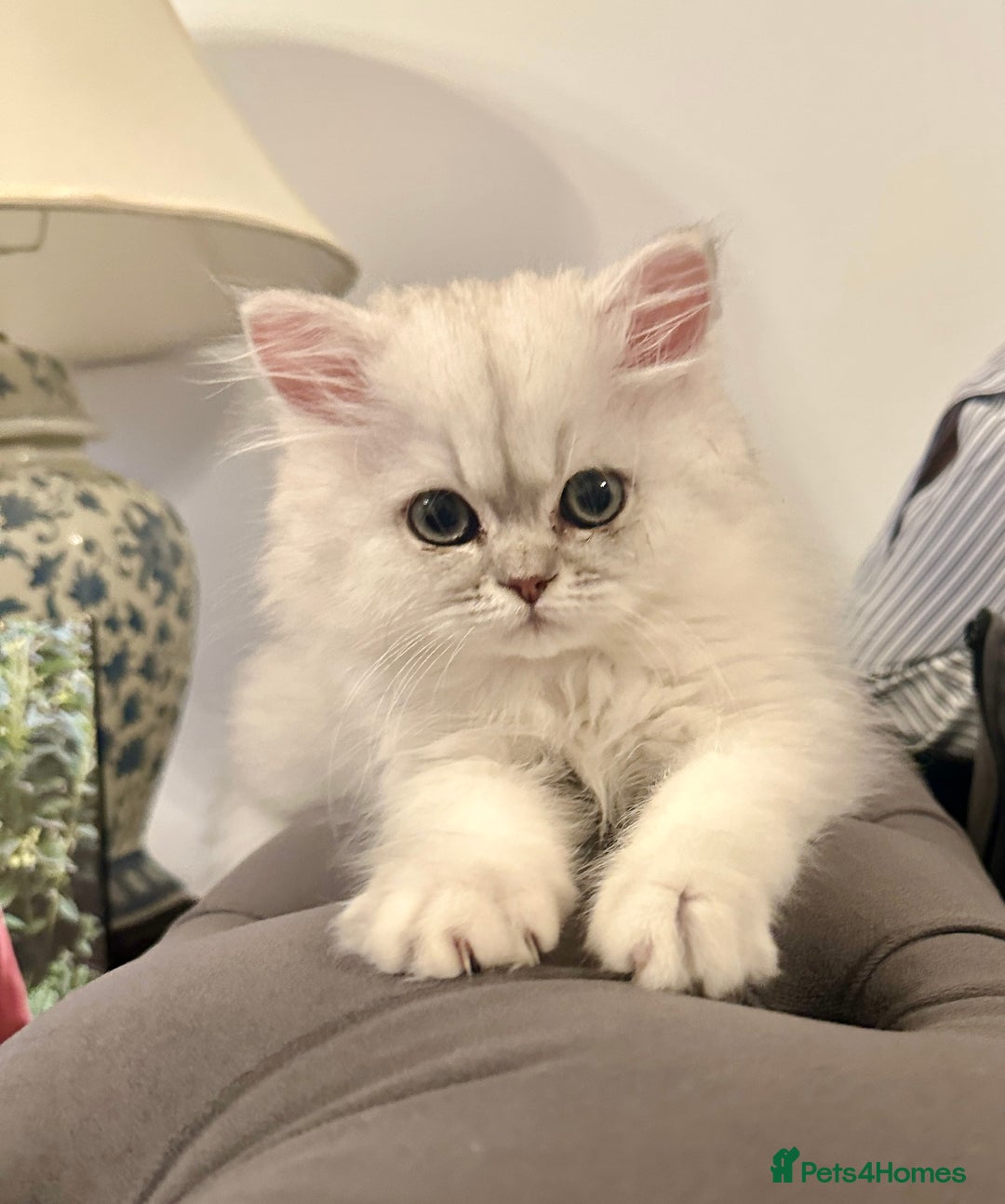 Persian cats for sale: Pure Persian chinchilla kittens  - Image 10