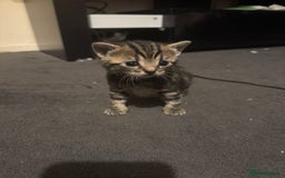 Mixed Breed cats for sale: Kittens for sale can go sept 7th - Image 1