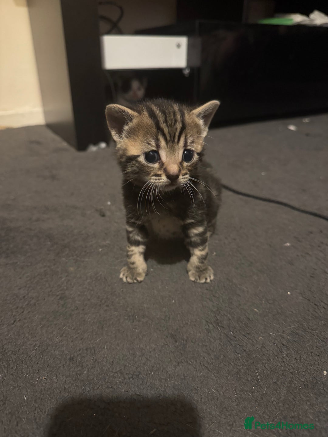 Mixed Breed cats for sale: Kittens for sale can go sept 7th - Image 1