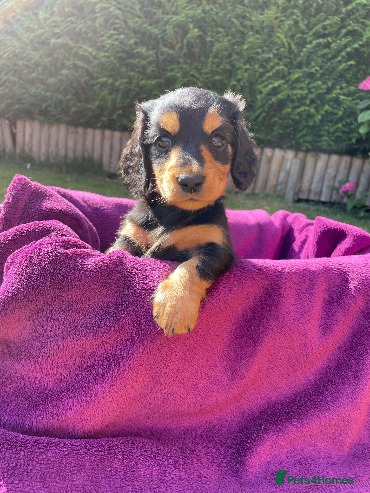 Miniature Dachshund dogs Miniature long haired dachshunds - Advert 4