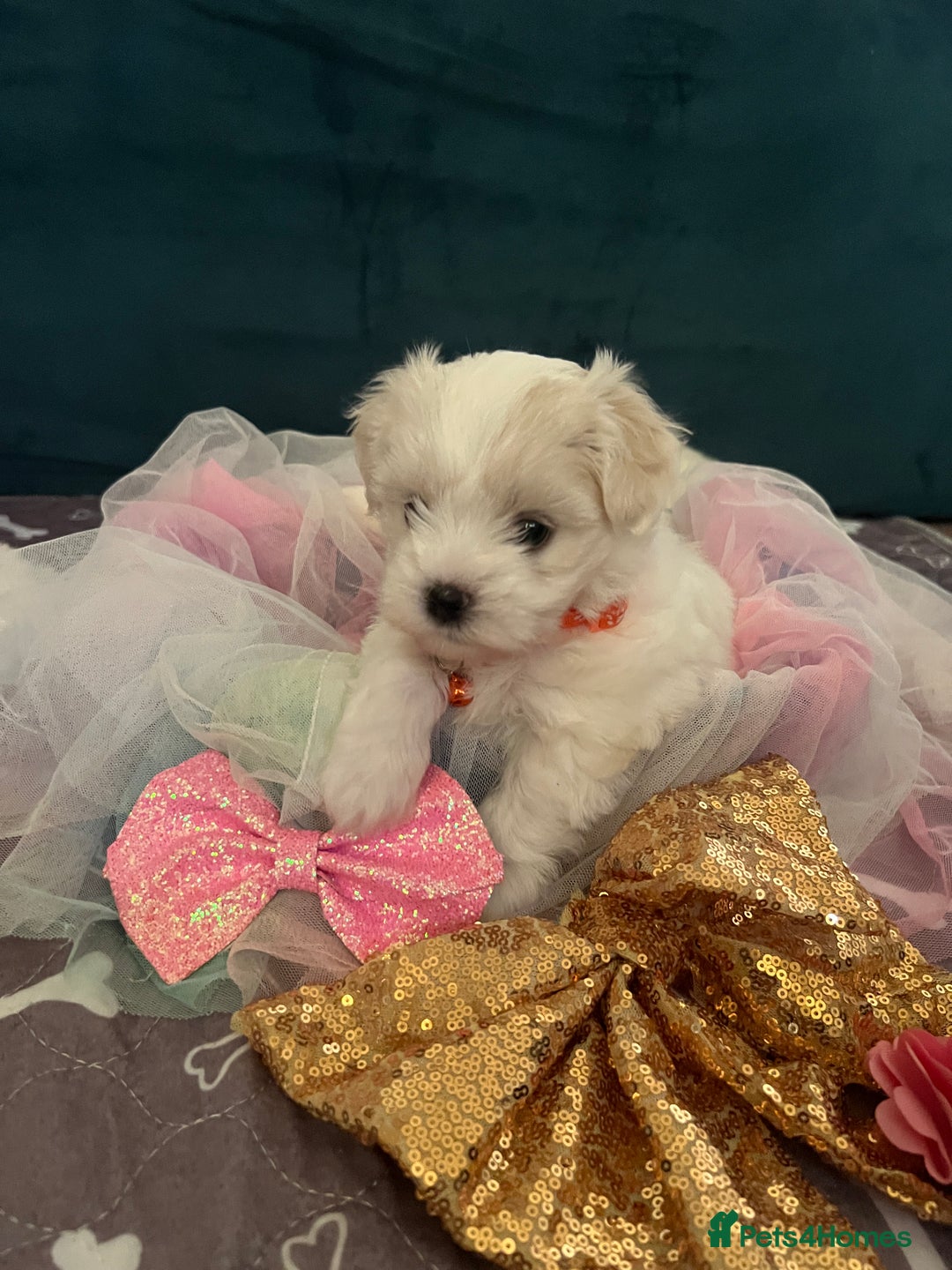 Bichon Frise dogs for sale: Bichon Frise  - Image 9