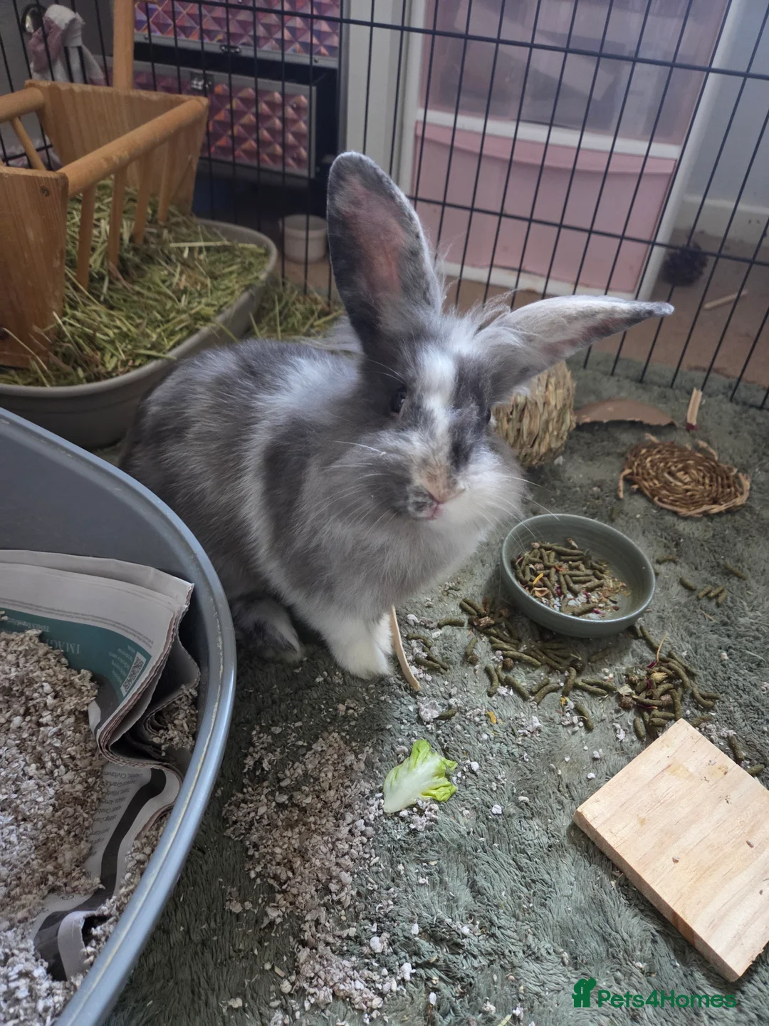 Mixed Breed rabbits for sale: Ronnie the house rabbit in Norwich - Advert 1