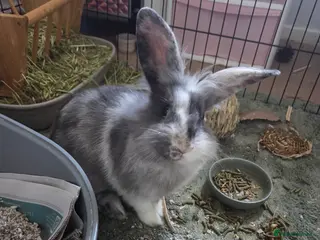 Mixed Breed rabbits Ronnie the house rabbit in Norwich - Advert 1