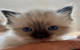 Ragdoll cats for sale: Beautiful ragdoll babies 🩷🩷🩵🩵 - Image 3