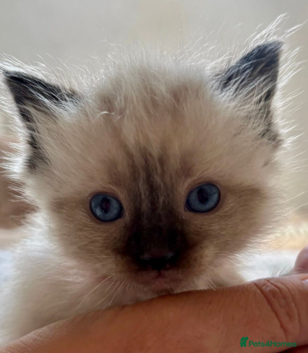 Ragdoll cats for sale: Beautiful ragdoll babies 🩷🩷🩵🩵 - Image 3