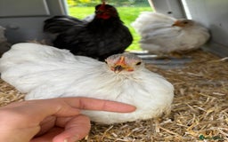 Chickens poultry for sale: Trio of bantams  - Image 18