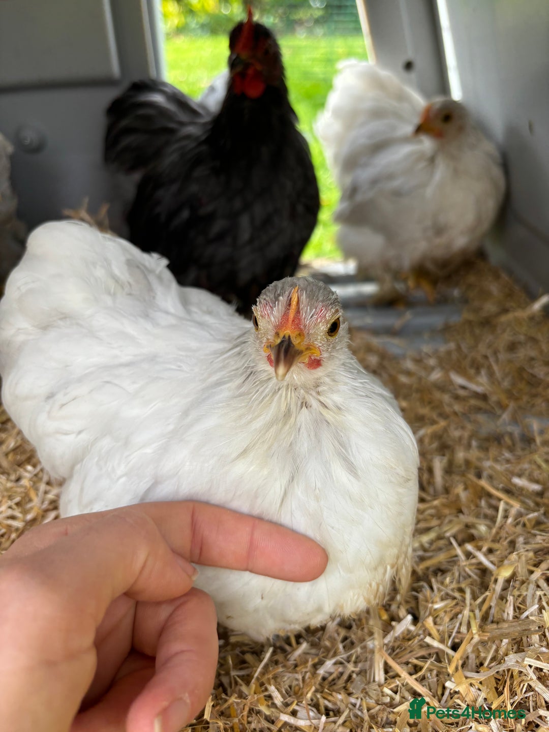 Chickens poultry for sale: Trio of bantams  - Image 18