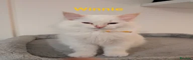 Ragdoll Kitten 5