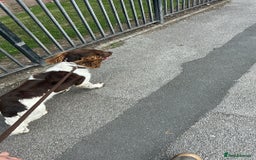 English Springer Spaniel dogs for sale: Jax the springer spaniel - Image 2