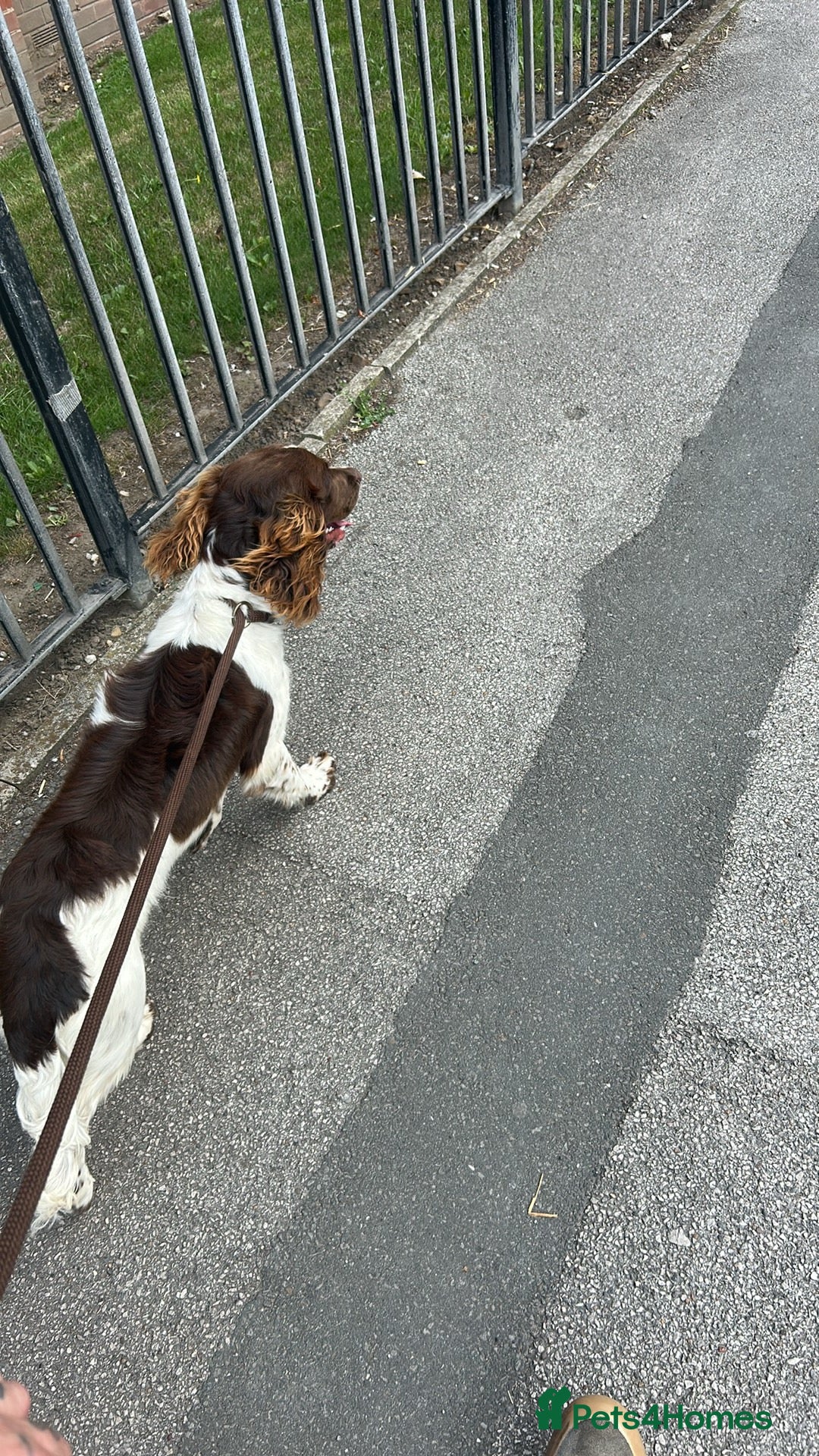 English Springer Spaniel dogs for sale: Jax the springer spaniel - Image 2
