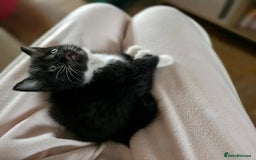 British Longhair cats for sale: 1 Male and 1 Female British Longhair cross kittens - Image 2