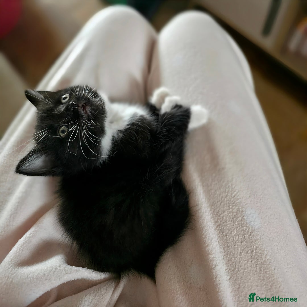 British Longhair cats for sale: 1 Male and 1 Female British Longhair cross kittens - Image 2