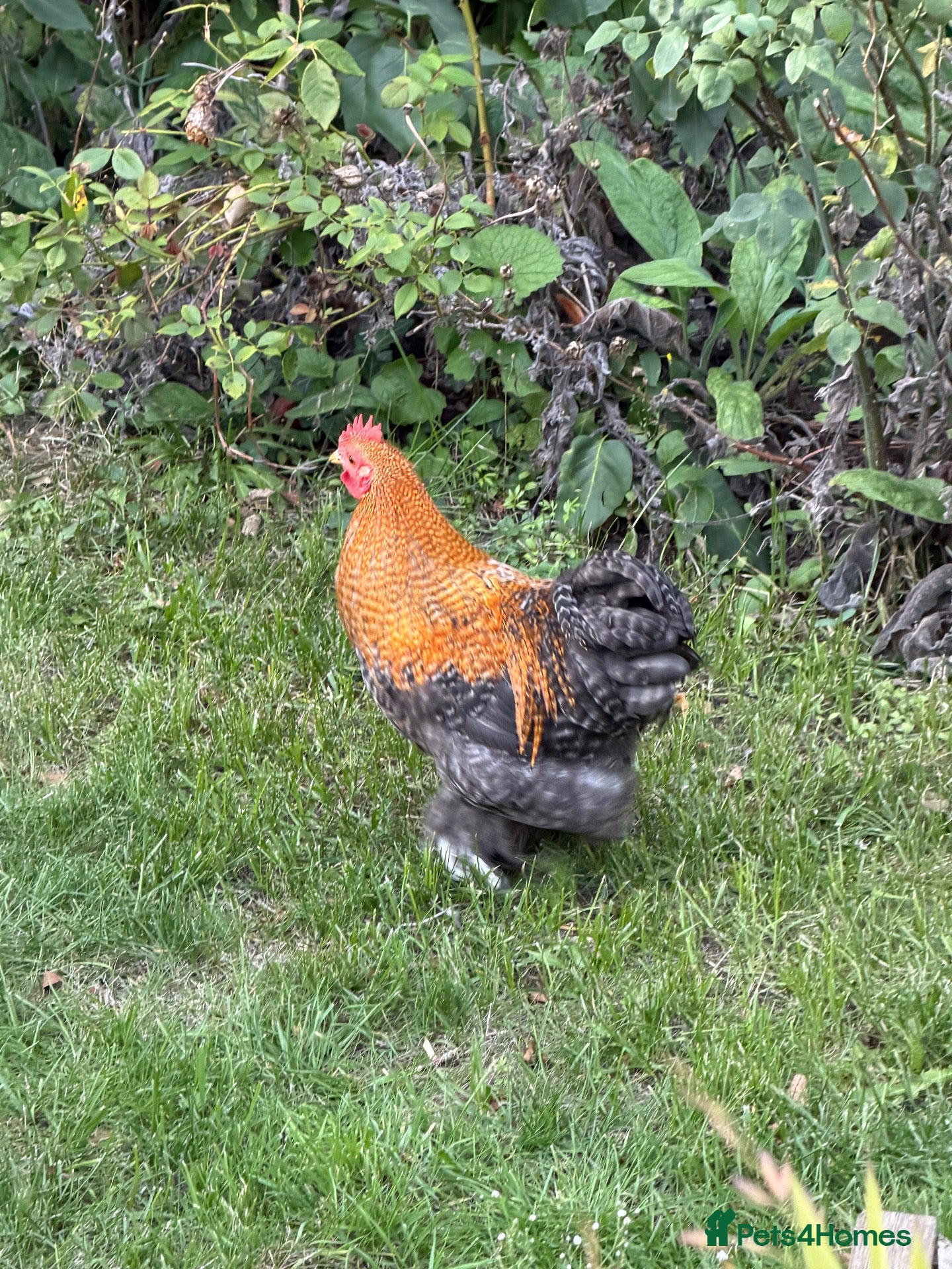 Chickens poultry Three bantam cockerels - Advert 2