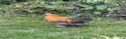Chickens poultry for sale: Three bantam cockerels - Advert 2