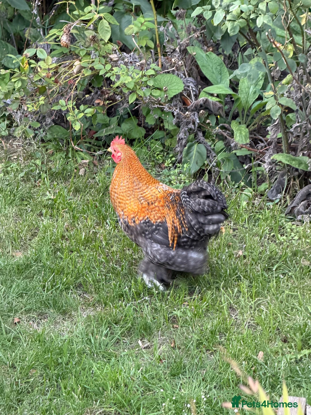 Chickens poultry for sale: Three bantam cockerels - Advert 2