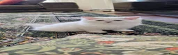 British Longhair cats for sale: British long hair boy - Advert 4