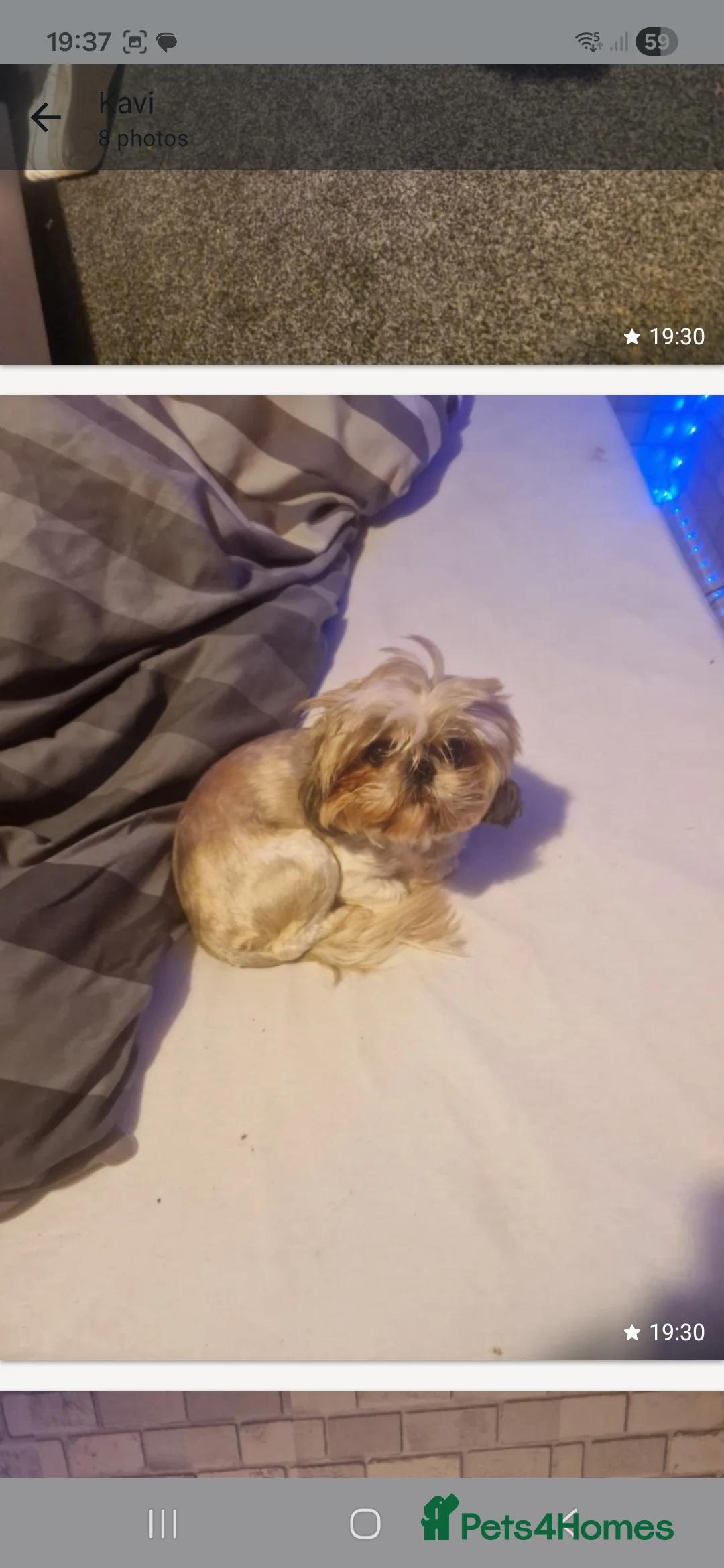 Shih Tzu dogs for sale: Poppy female - Advert 7