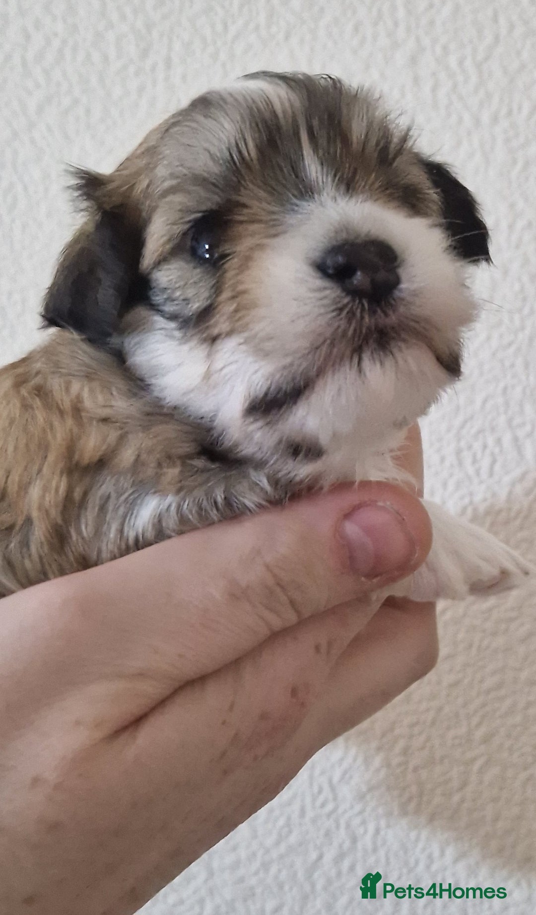 Havanese dogs for sale: Stunning KC Registered Havenese babies available.  - Image 6