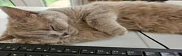 British Shorthair cats for sale: Lilac British Shorthair  - Advert 3