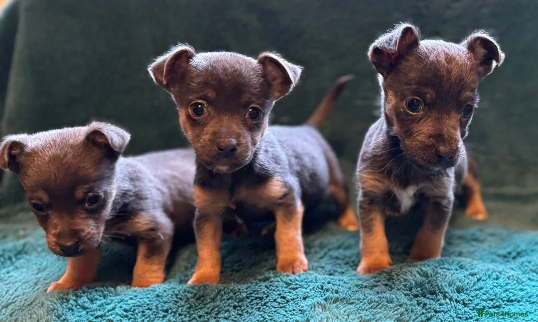 Jack Russell dogs for sale: Miniature much Wenlock puppies - Advert 17