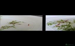 Shrimps fish for sale: Red Cherry Shrimp for sale!! 🦐 - Image 9