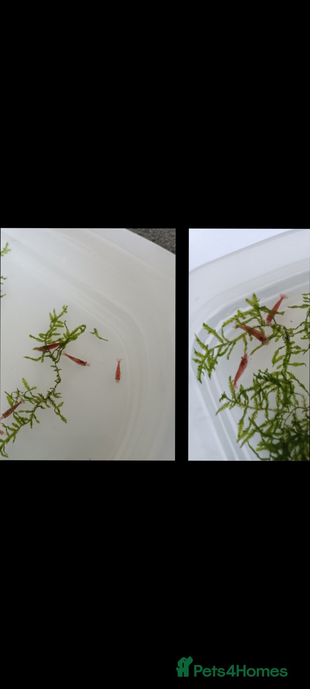 Shrimps fish for sale: Red Cherry Shrimp for sale!! 🦐 - Image 9