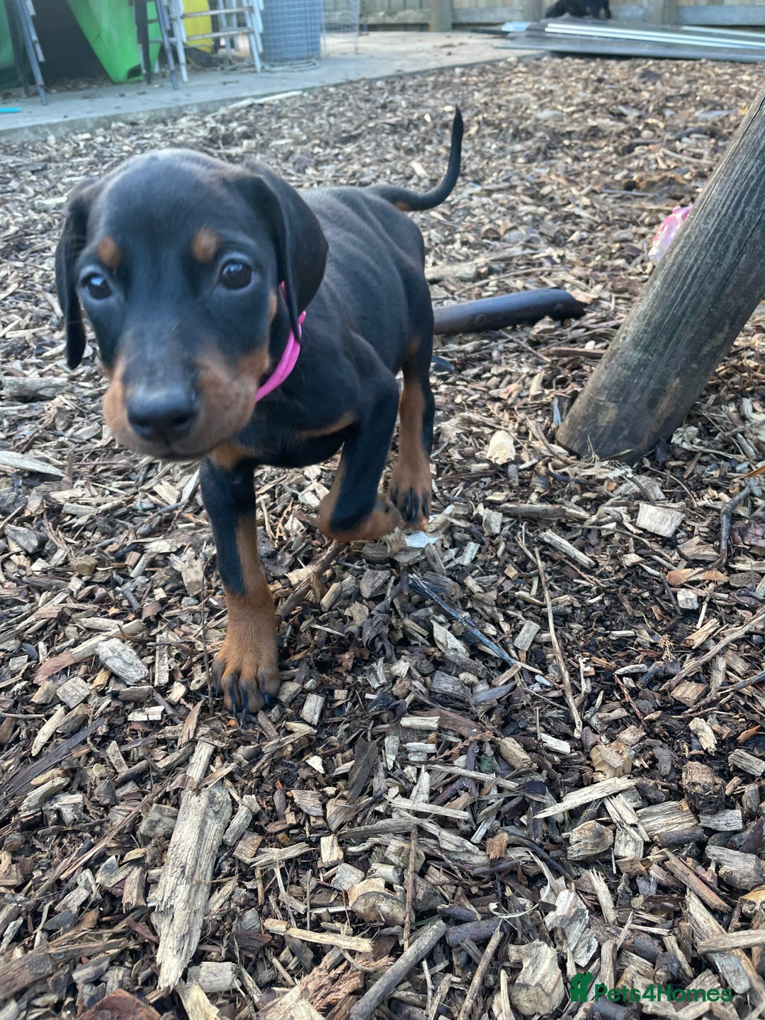 Dobermann dogs for sale: Doberman pups - Advert 28