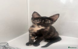 Mixed Breed cats for sale: 5 beautiful kittens ready for a new loving home  - Image 2